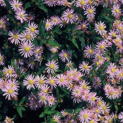 Aster ageratoides 'Asran' - ↕10-25cm - Ø9cm - Tuinplanten