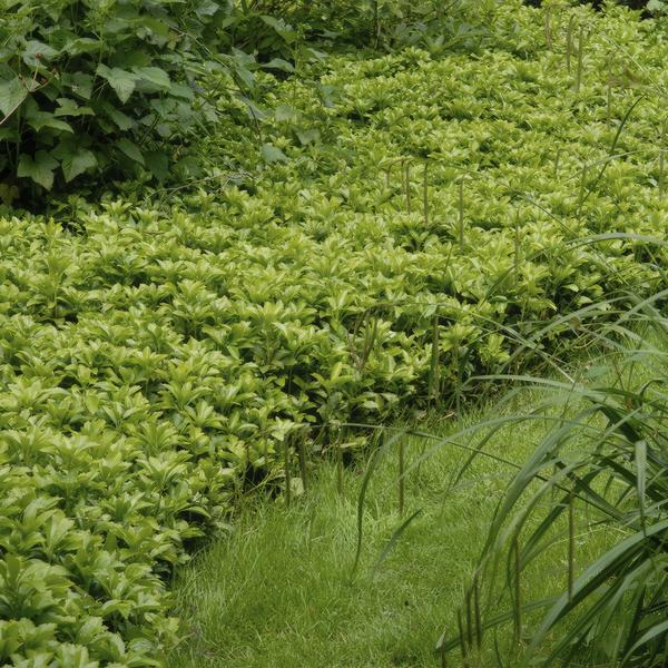 Pachysandra term. 'Green Carpet' - ↕10-25cm - Ø9cm