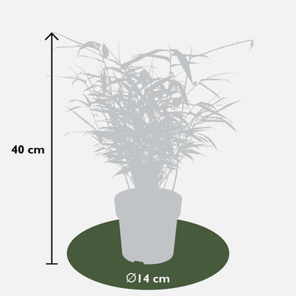 Fargesia rufa - ↨40cm - Ø14 - Bamboe