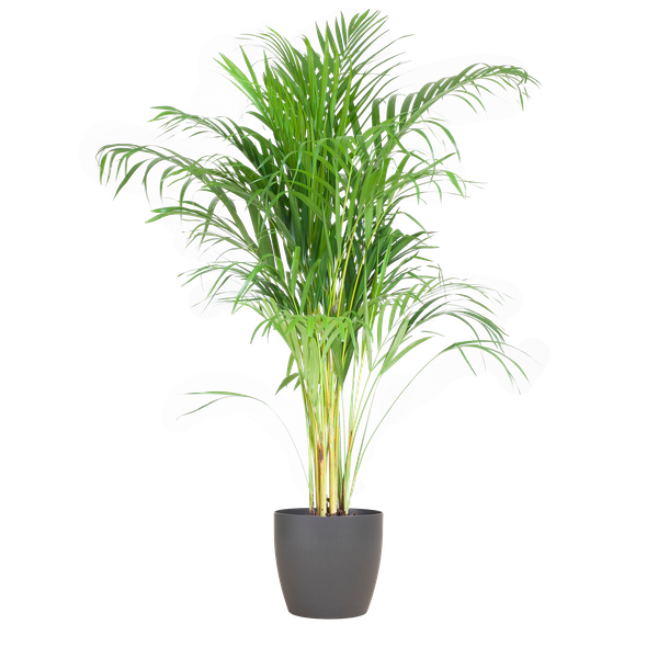 Areca Palm (Dypsis) met Viber Pot - 100cm - Ø21 - Luchtzuiverende Kamerplant - Diervriendelijke Plant