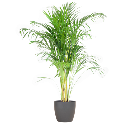 Areca Palm (Dypsis) met Viber Pot - 100cm - Ø21 - Luchtzuiverende Kamerplant - Diervriendelijke Plant