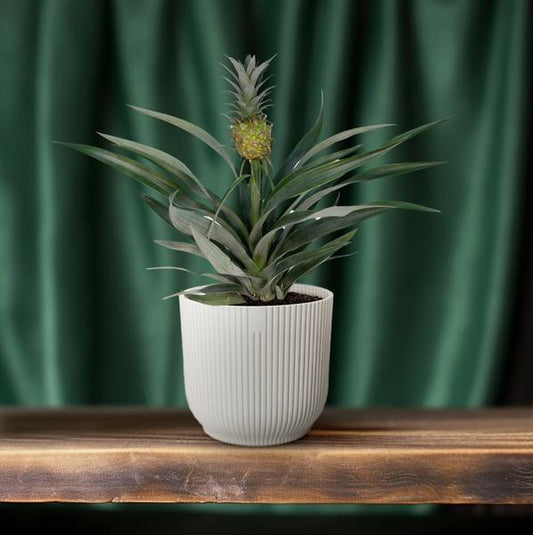 Bromelia Ananas - Ø12cm - ↕30cm