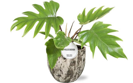 Philodendron Mayoi - Ø15cm - ↕35cm +  Pot D16x14cm