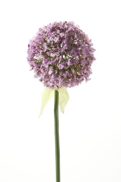 Kunstbloemen Solo - Purple - Allium Flower - x 7 - 70 cm