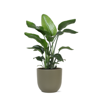 Strelitzia Nicolai - Ø21cm - ↕80cmin Boule pot