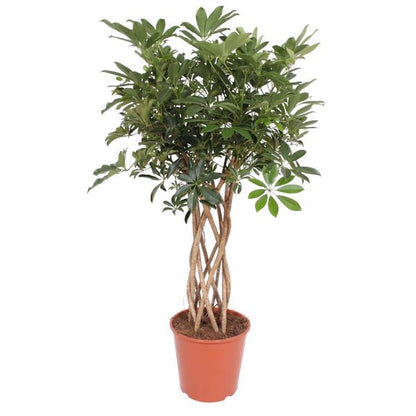 Schefflera Arboricola Compacta gevlochten stam - 140 cm - ø30