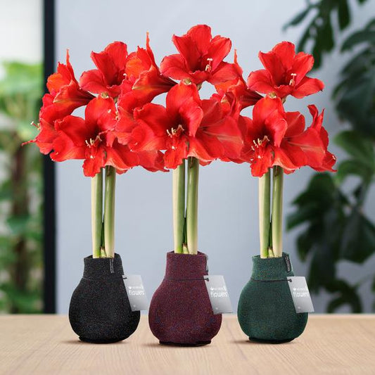 No Water Flowers® (wax amaryllis) | Fashionz Patternz Shine Mix (3 pack) + Red flower