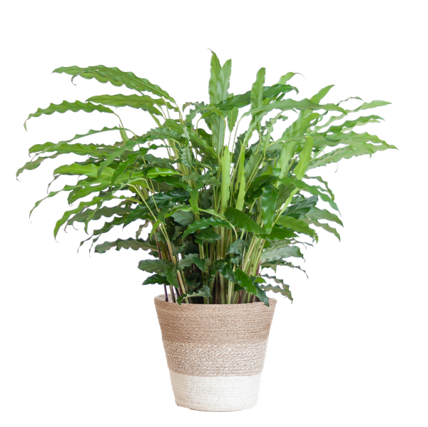 Calathea Rufibarba met pot - 55cm - Ø17