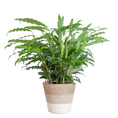 Calathea Rufibarba met pot - 55cm - Ø17