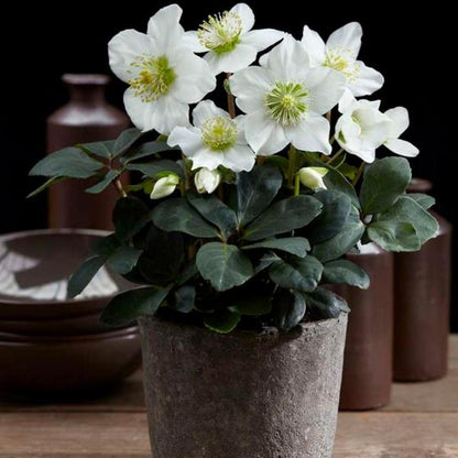 Set van 12/24/48 kerstroos planten | Helleborus niger 'Christmas Carol'