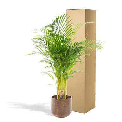 Areca palm met pot - ↨130cm - Ø24cm Luchtzuiverende Kamerplant - Diervriendelijke Plant