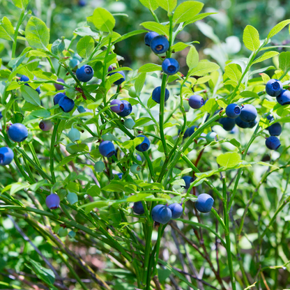 Bosbessenplanten - Ø 13 cm - ↨ 20 cm