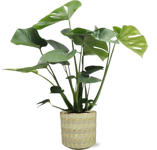 Monstera Deliciosa - Ø17cm - ↕60cm + Stian Pot D18x17cm - Groen