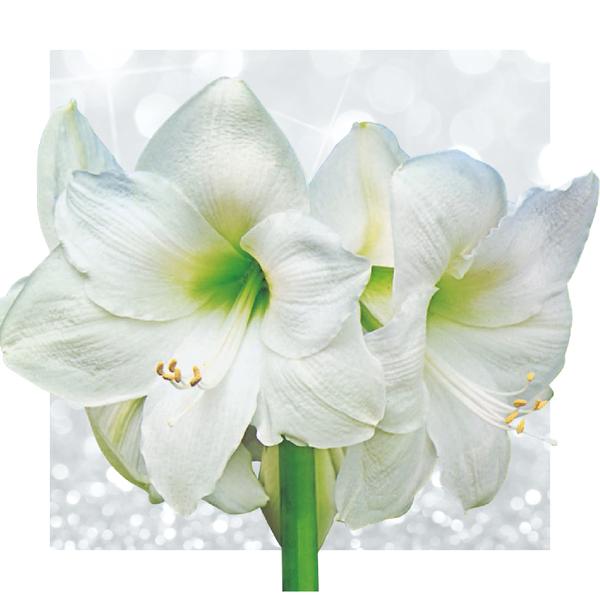 No Water Flowers® (wax amaryllis) | Naturalz Botanical Mix (3 pack) + White flower