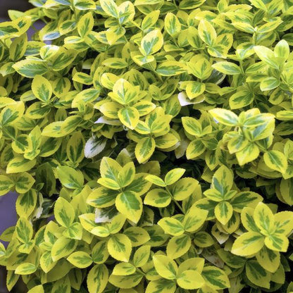 Euonymus fort. 'Emerald 'n Gold’ - ↕10-25cm - Ø9cm