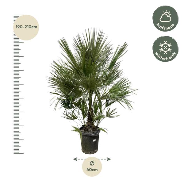 Chamaerops Humilis struik - 200 cm - ø40- dwergpalm