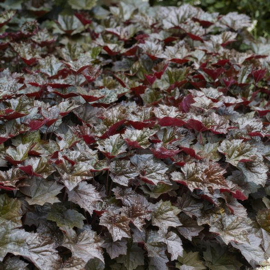 Heuchera mic. 'Palace Purple' - ↕10-25cm - Ø9cm