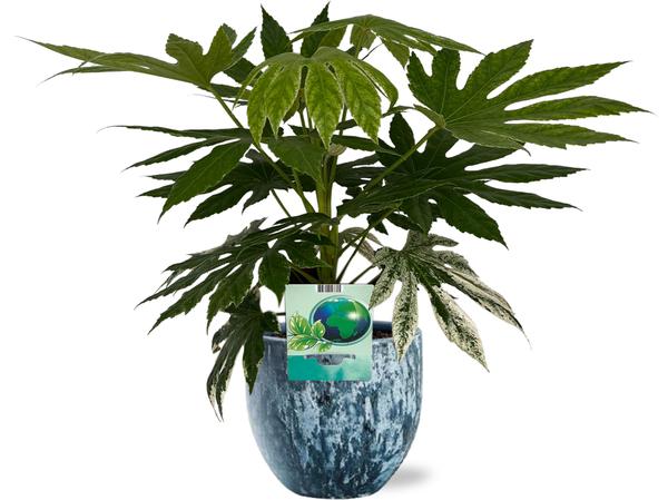 Fatsia Japonica Variegata - Ø19cm - ↕60cm + Sem Pot D20x18cm - Blauw