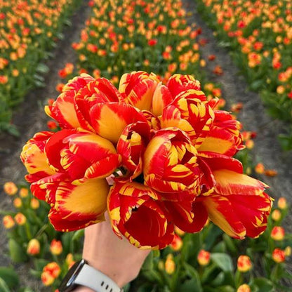 Flowerbulbs Amsterdam - Medium Tulip Mix - Duurzame voordeelzak, 50 bloembollen voor 1 m2 bloemenpracht - Maat 12+