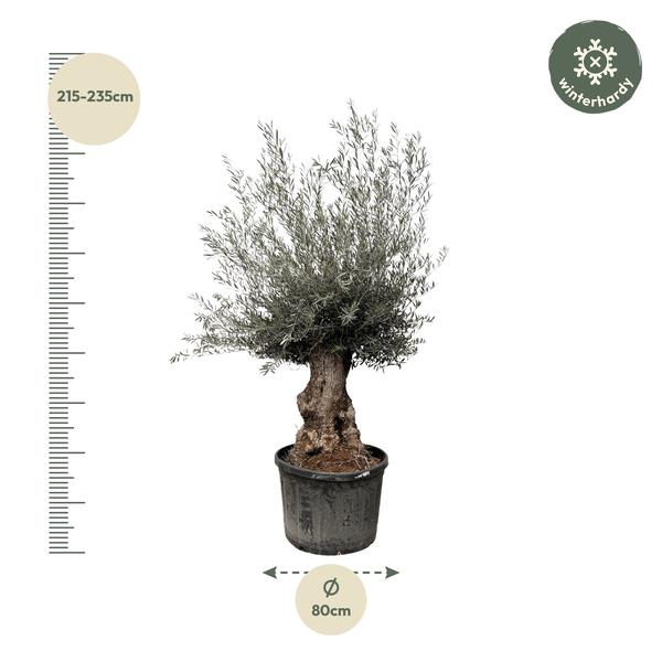 Olijfboom Europaea Bonsai - 225cm- Ø80