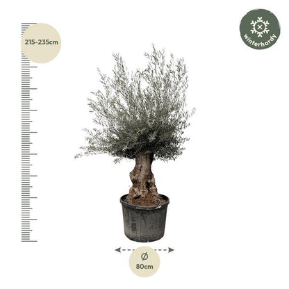 Olijfboom Europaea Bonsai - 225cm- Ø80