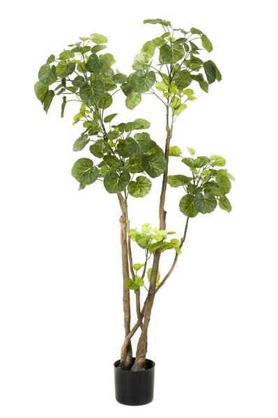 Kunstplant - Polyscias - Aralia - 135 cm