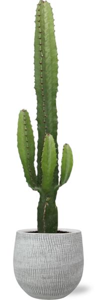 Euphorbia Acrurensis - Ø17cm - ↕50cm + Ryan Pot D18x16cm - Wit