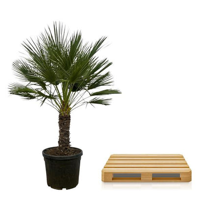 Chamaerops Humilis op stam - 150 cm - Ø45cm