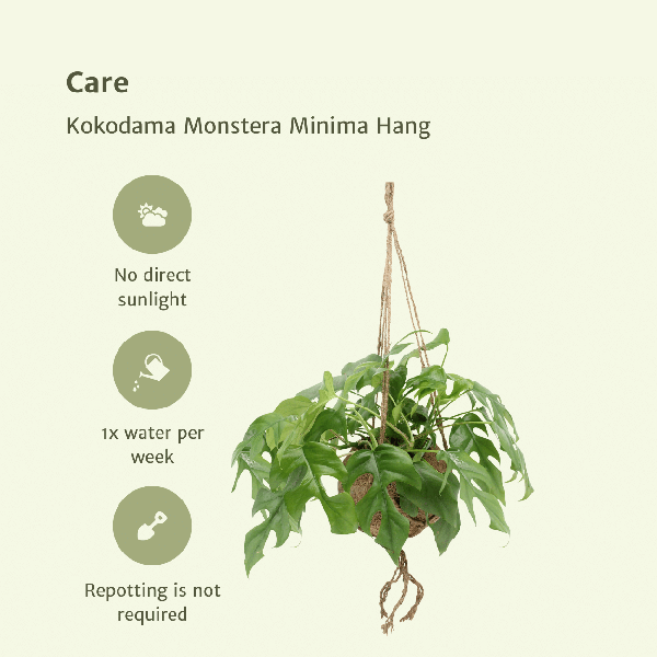 Kokodama Monstera Minima Hang (Gatenplant) - 2 stuks - Ø15cm - ↕25cm