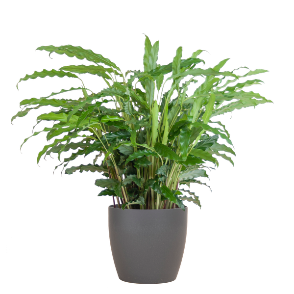 Calathea Rufibarba met pot - 55cm - Ø17