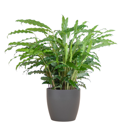 Calathea Rufibarba met pot - 55cm - Ø17