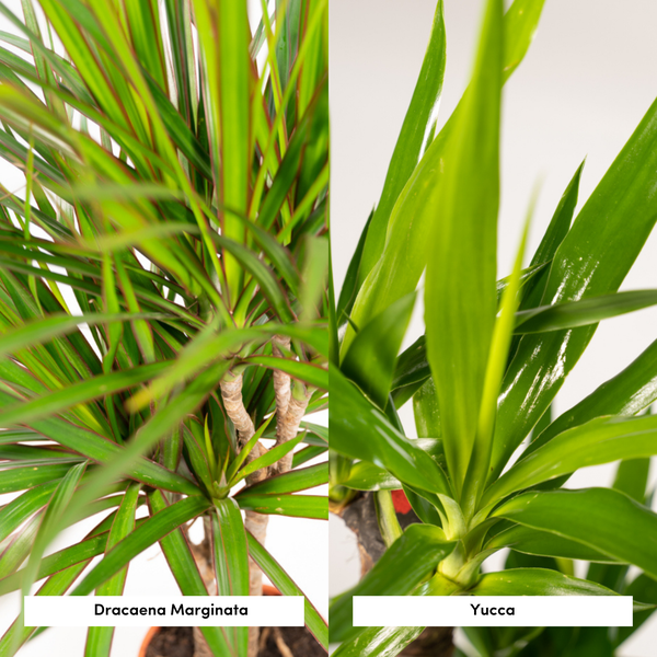 Dracaena ↨70cm - Ø17cm + Yucca ↨90cm - Ø17cm - Kamerplanten - Luchtzuiverende Planten