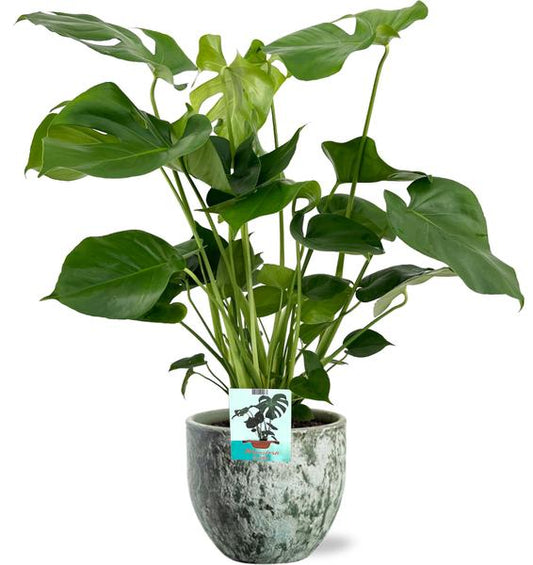 Monstera Deliciosa - Ø19cm - ↕60cm + Sem Pot D20x18cm - Groen