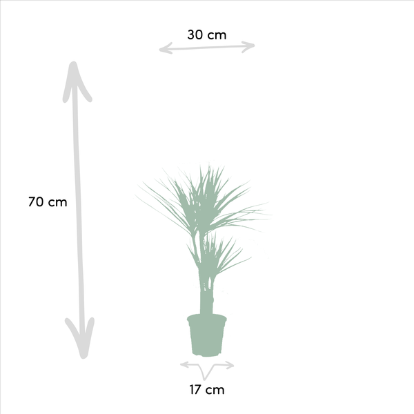 Dracaena ↨70cm - Ø17cm + Yucca ↨90cm - Ø17cm - Kamerplanten - Luchtzuiverende Planten