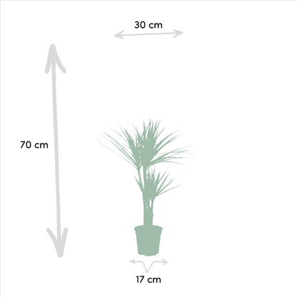 Dracaena ↨70cm - Ø17cm + Yucca ↨90cm - Ø17cm - Kamerplanten - Luchtzuiverende Planten