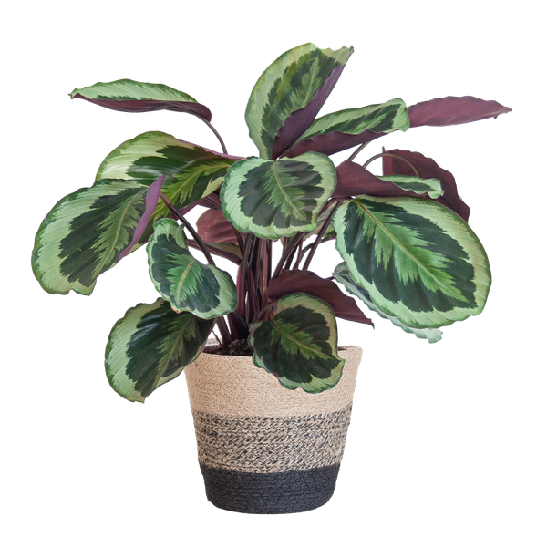 Calathea Medaillon incl Pot/Mand - 65cm - Ø19