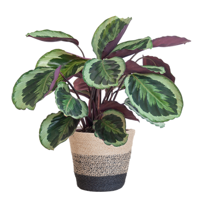 Calathea Medaillon incl Pot/Mand - 65cm - Ø19