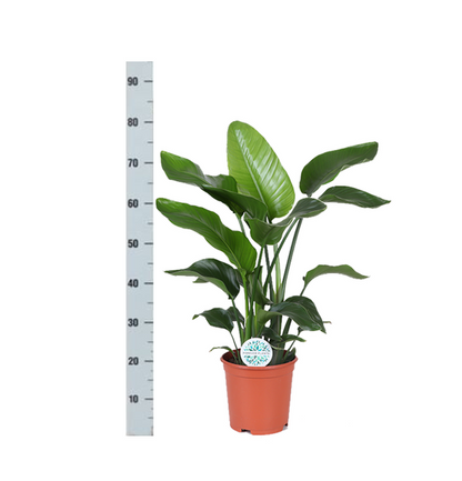 Strelitzia Nicolai - Ø21cm - ↕80cmin Boule pot