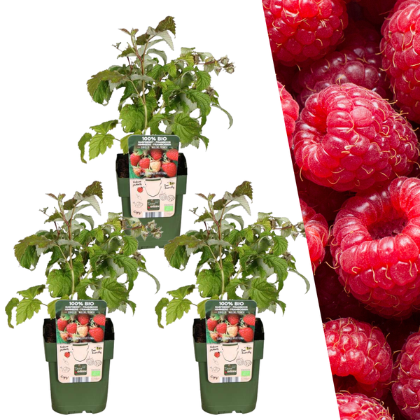 biologische frambozenplanten - Ø 13 cm - ↨ 20 cm