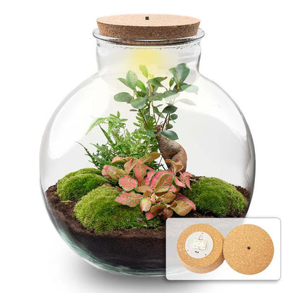 Terrarium Bolder Bob Bonsai + Led verlichting in kurk