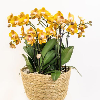 Kolibri Orchids | oranje orchideeënset in Reed Basket incl. waterreservoir | drie oranje orchideeën Las Vegas 12cm | Mono Bouquet oranje met zelfvoorzienend waterreservoir.