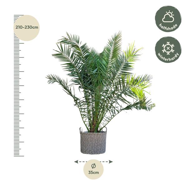 Phoenix Canariensis - 300cm - ø40 - Dadelpalm