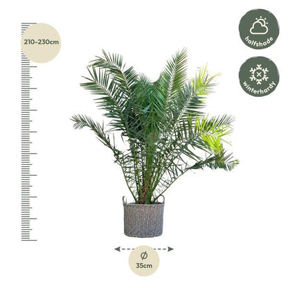 Phoenix Canariensis - 300cm - ø40 - Dadelpalm