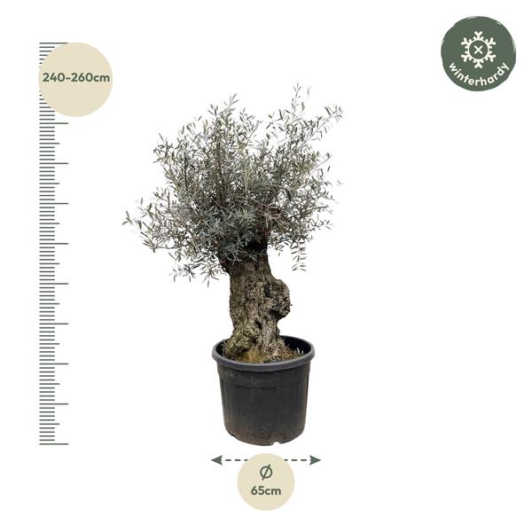 Olijfboom Europaea Bonsai - 250cm- Ø65