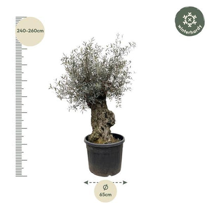 Olijfboom Europaea Bonsai - 250cm- Ø65