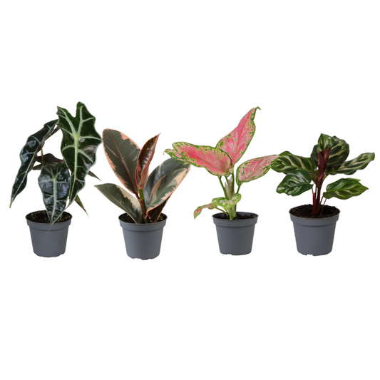 Baby Plantjes Verrassingsbox - Ø6cm - ↕12cm - 4/6/8stuks