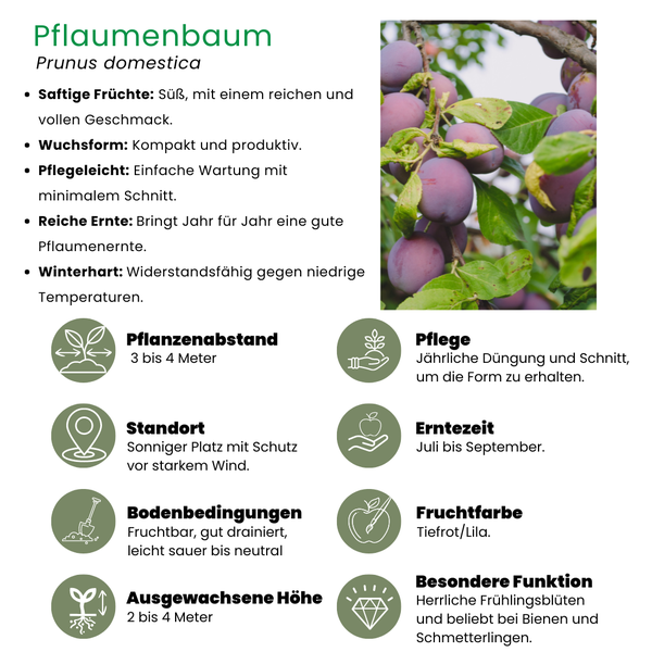 Biologische Pruimenboom Prunus Domestica - 1 x Ø 20 cm - ↨ 60 cm