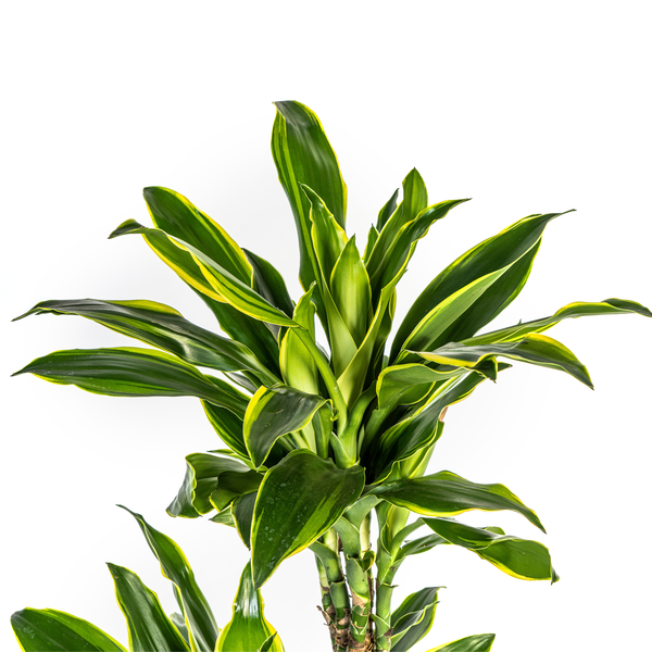 Dracaena Fragrans Golden Coast  - ↕100/140cm