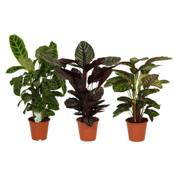 Calathea's Pracht - 3 stuks - Ø19cm - ↕75-80cm