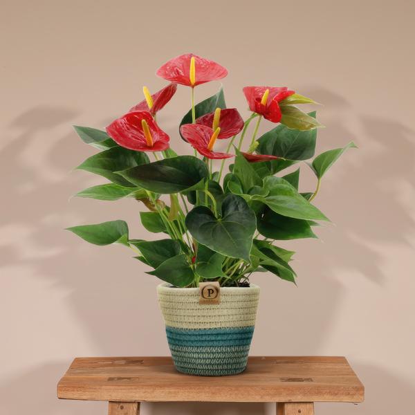 Anthurium andreanum Diamond Red incl. PURE mand - 45cm - Ø12